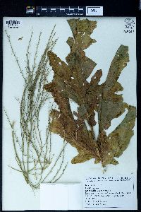 Crambe orientalis image