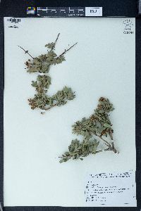 Crataegus opima image