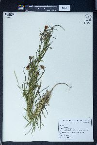 Lathyrus cicera image
