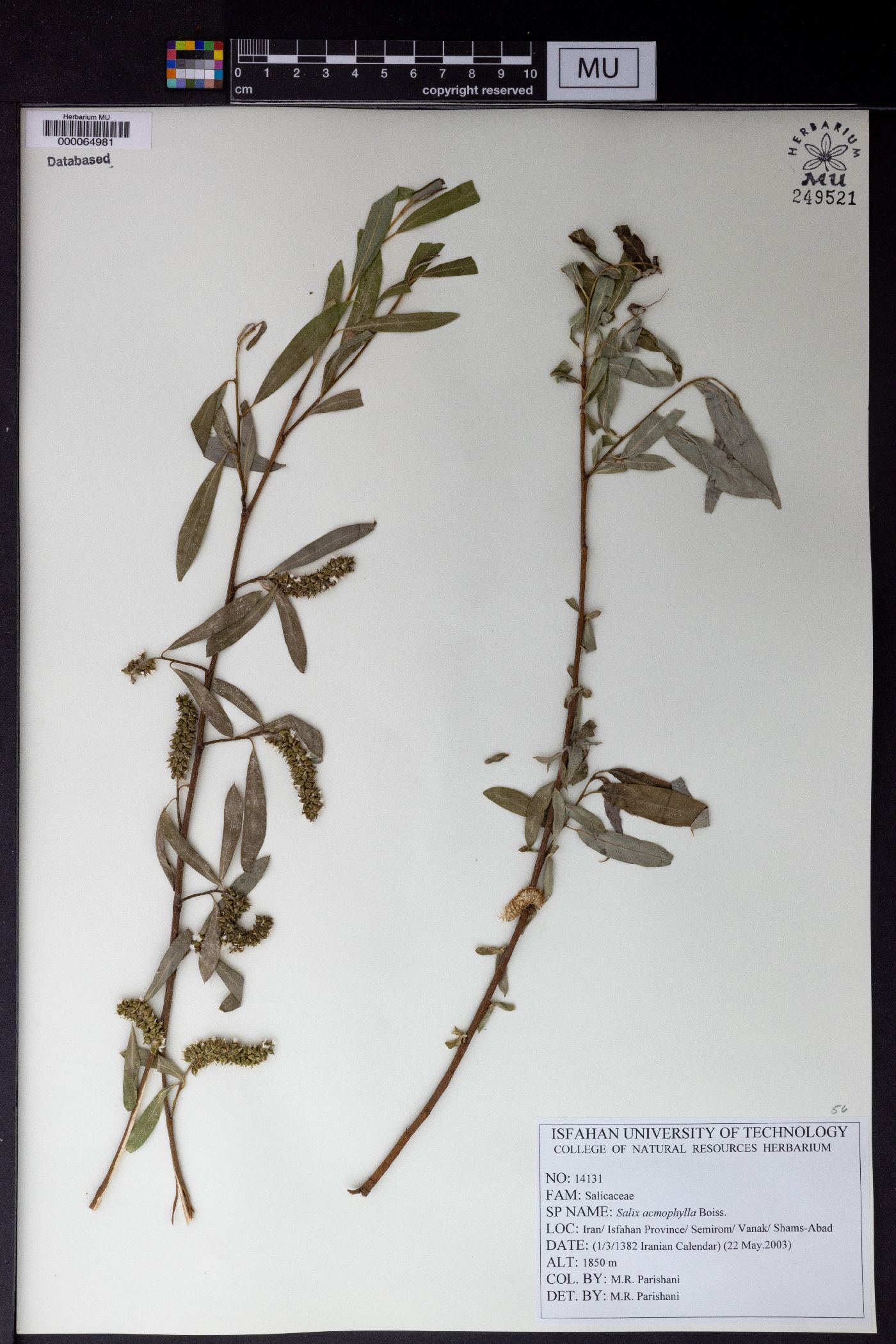 Salix acmophylla image