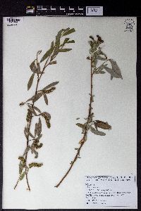 Image of Salix acmophylla
