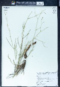 Bupleurum gerardii image