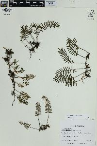 Pleopeltis minima image