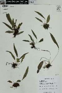 Blechnum lanceola image