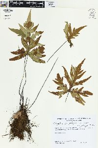 Doryopteris pentagona image