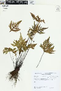 Doryopteris concolor image