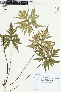Doryopteris pentagona image