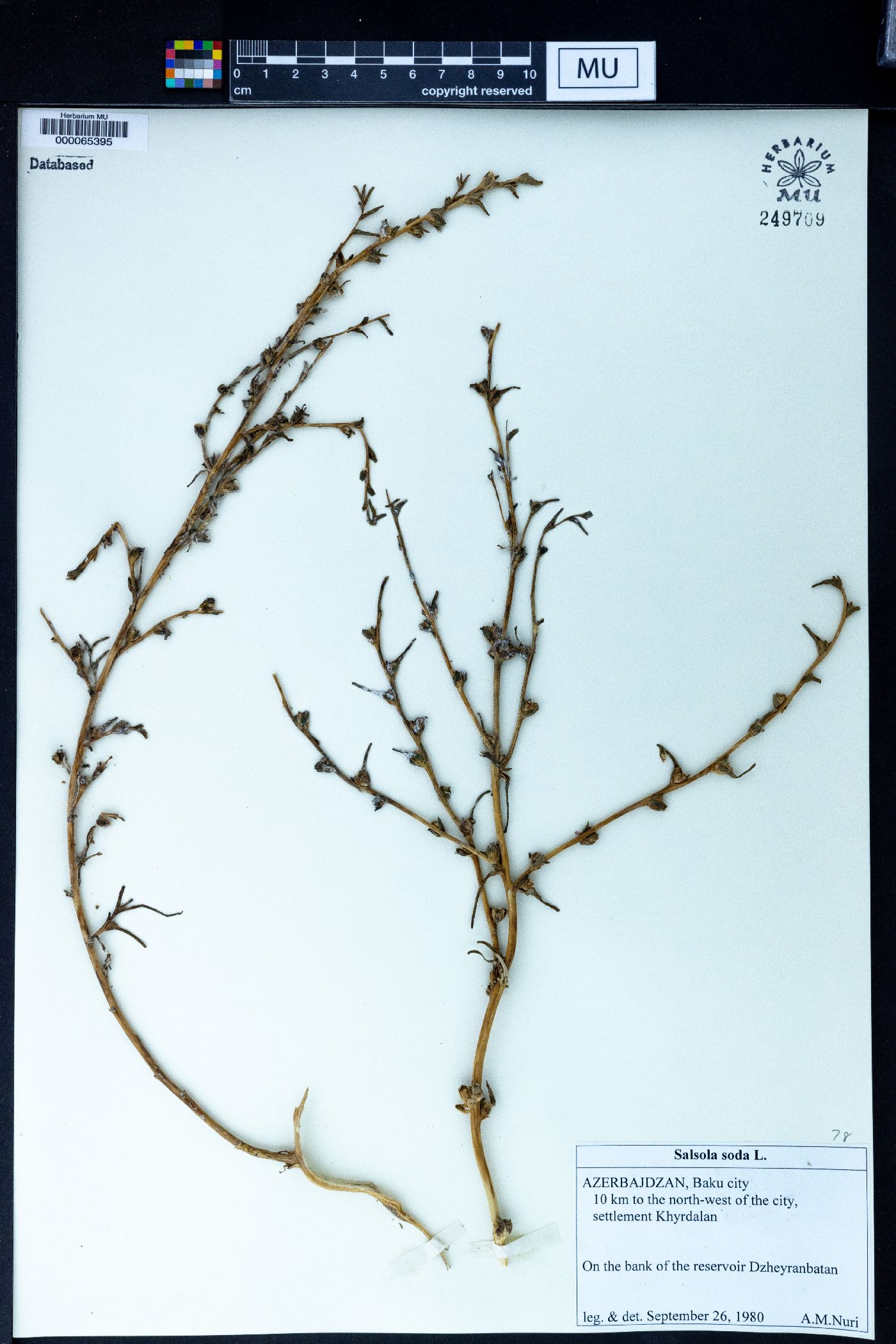 Salsola soda image