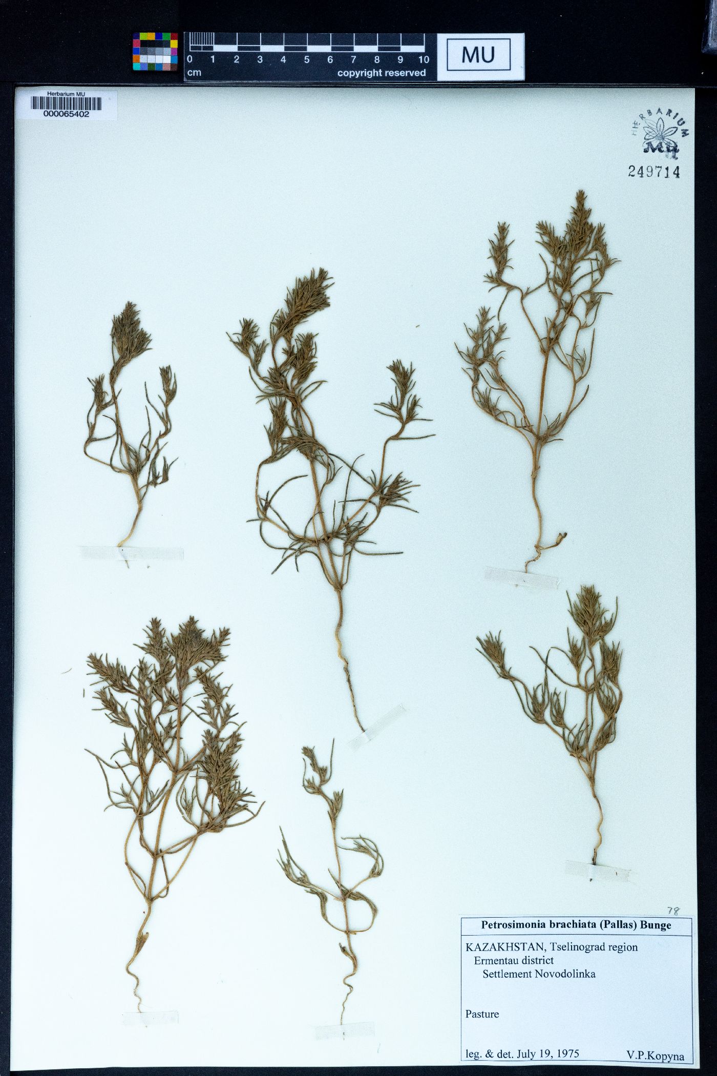 Petrosimonia image
