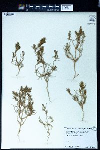 Petrosimonia brachiata image
