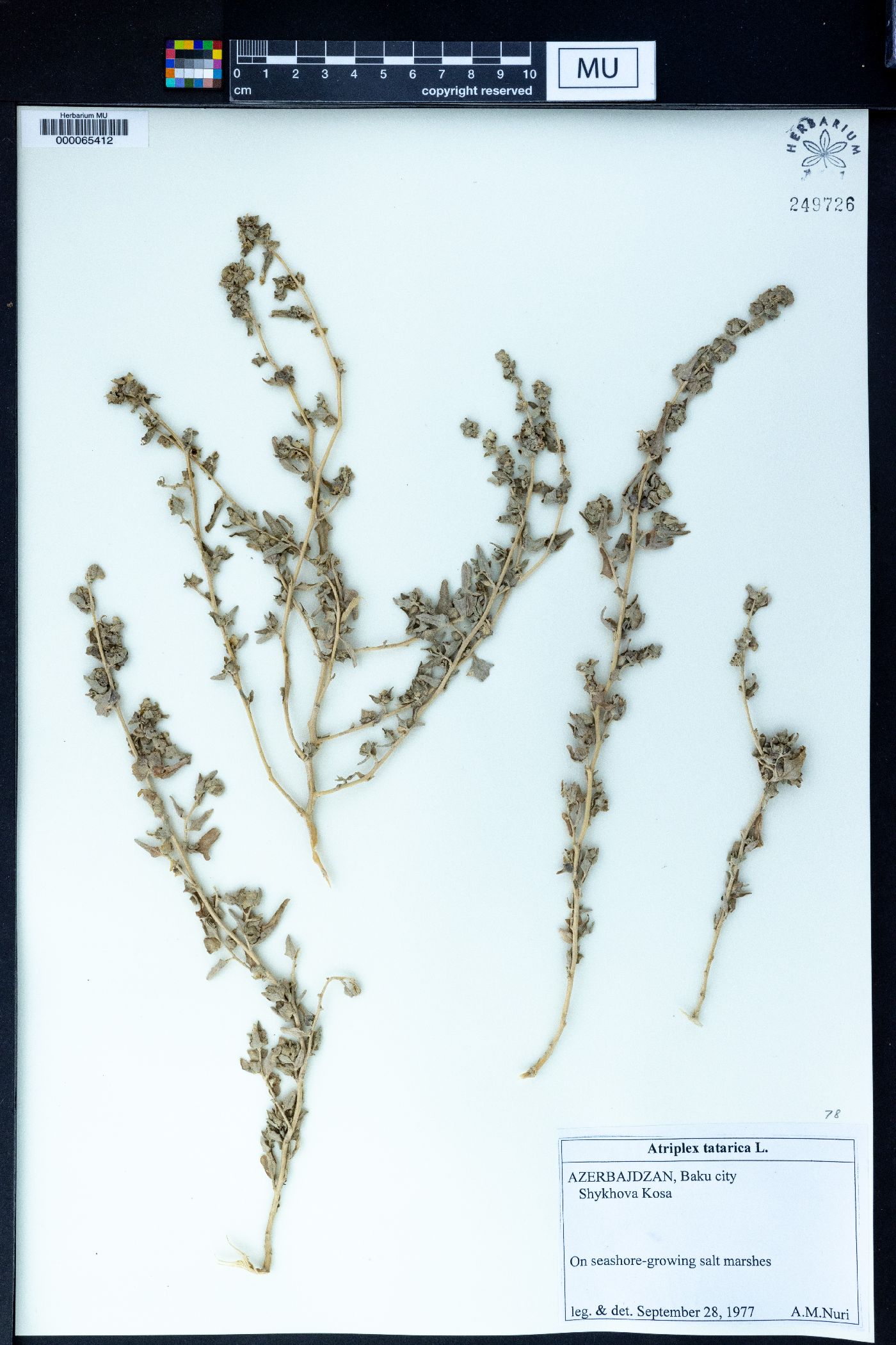 Atriplex tatarica image