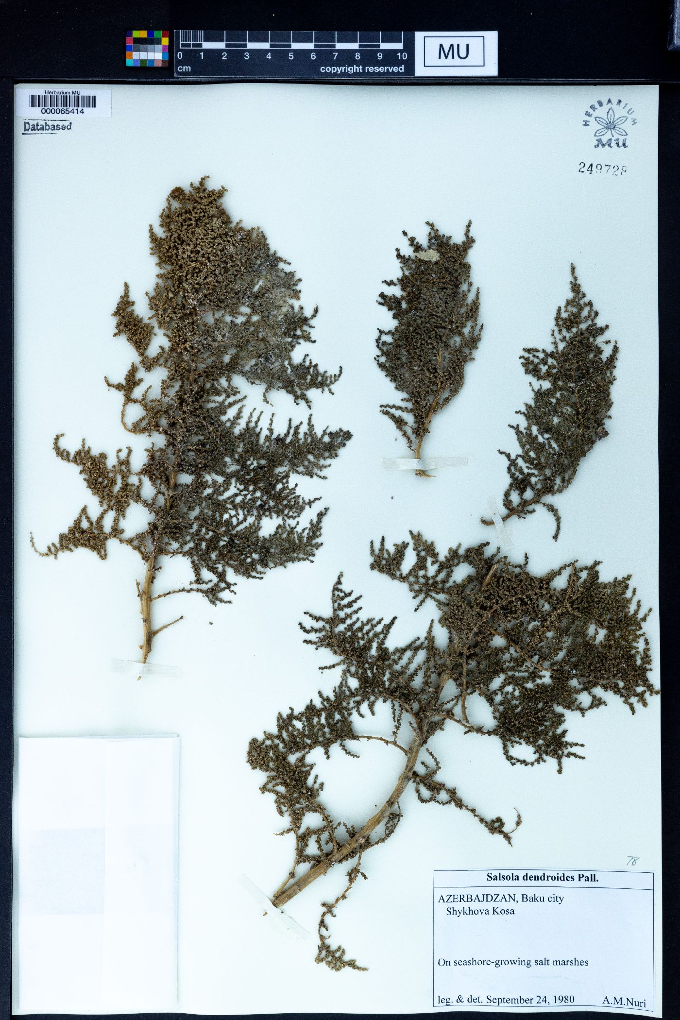 Salsola dendroides image