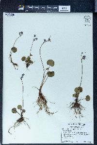 Soldanella montana image