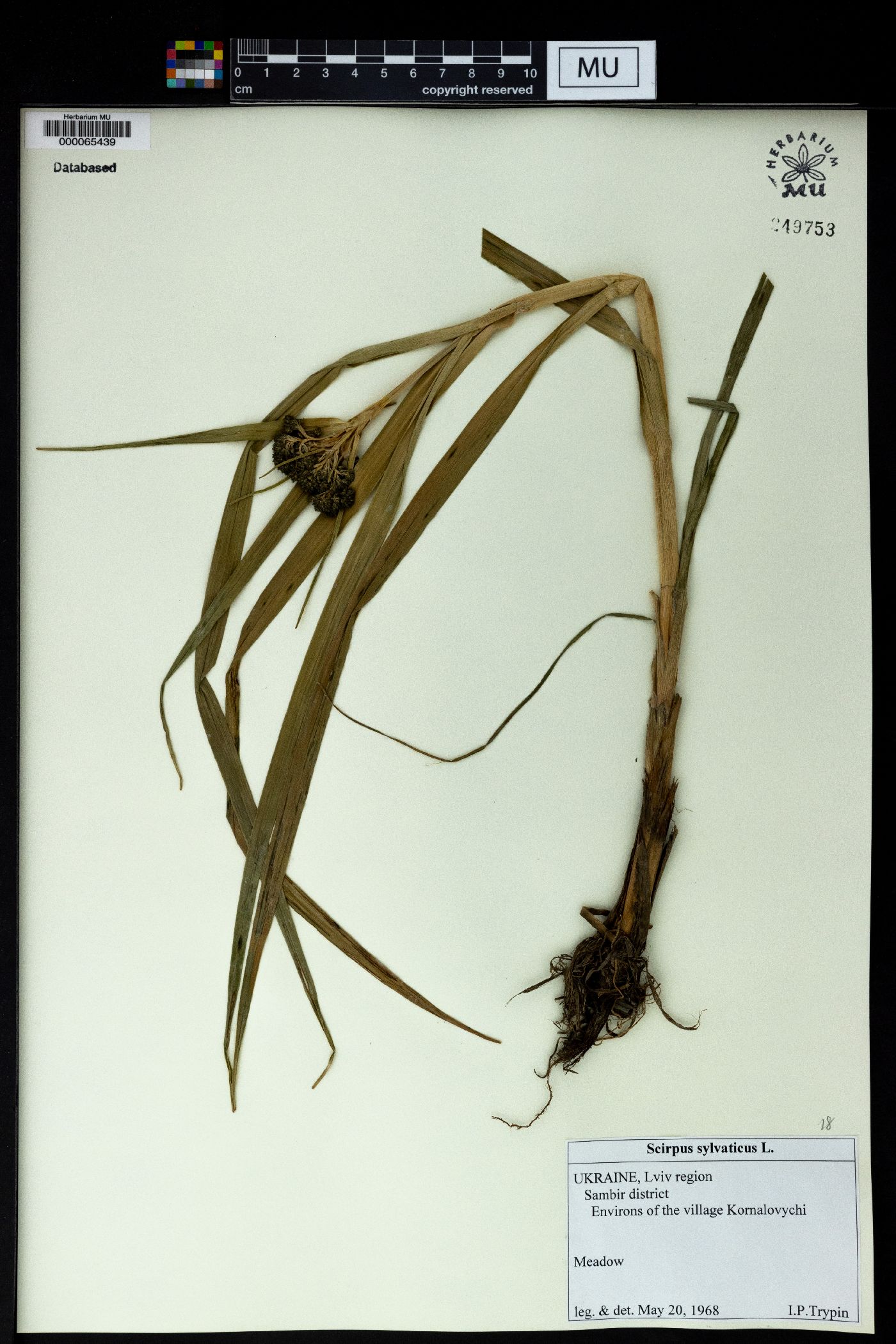 Scirpus sylvaticus image