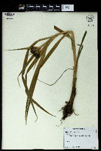 Scirpus sylvaticus image