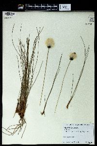 Eriophorum angustifolium image