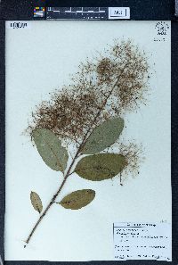 Cotinus coggygria image