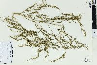 Asparagus officinalis image