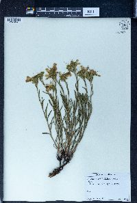 Onosma simplicissimum image