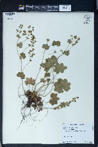 Alchemilla vulgaris image