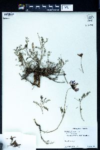 Astragalus alpinus image