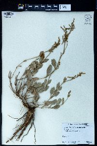Atriplex verrucifera image