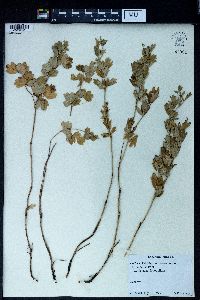 Thalictrum minus image