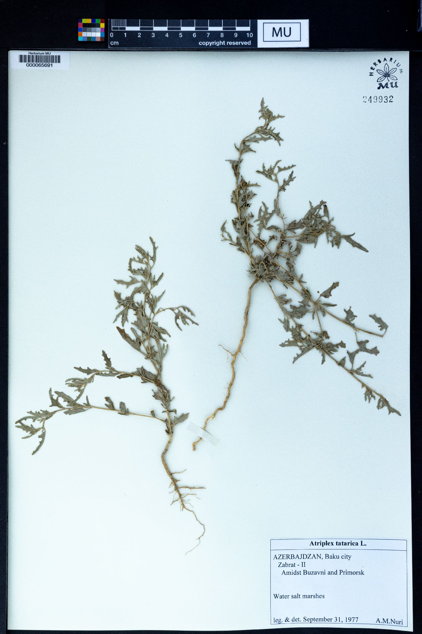 Atriplex tatarica image