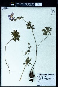 Geranium pseudosibiricum image