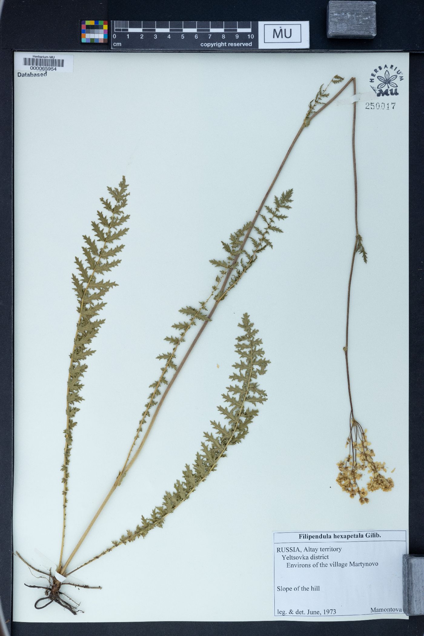 Filipendula hexapetala image