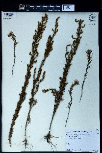 Sedobassia sedoides image