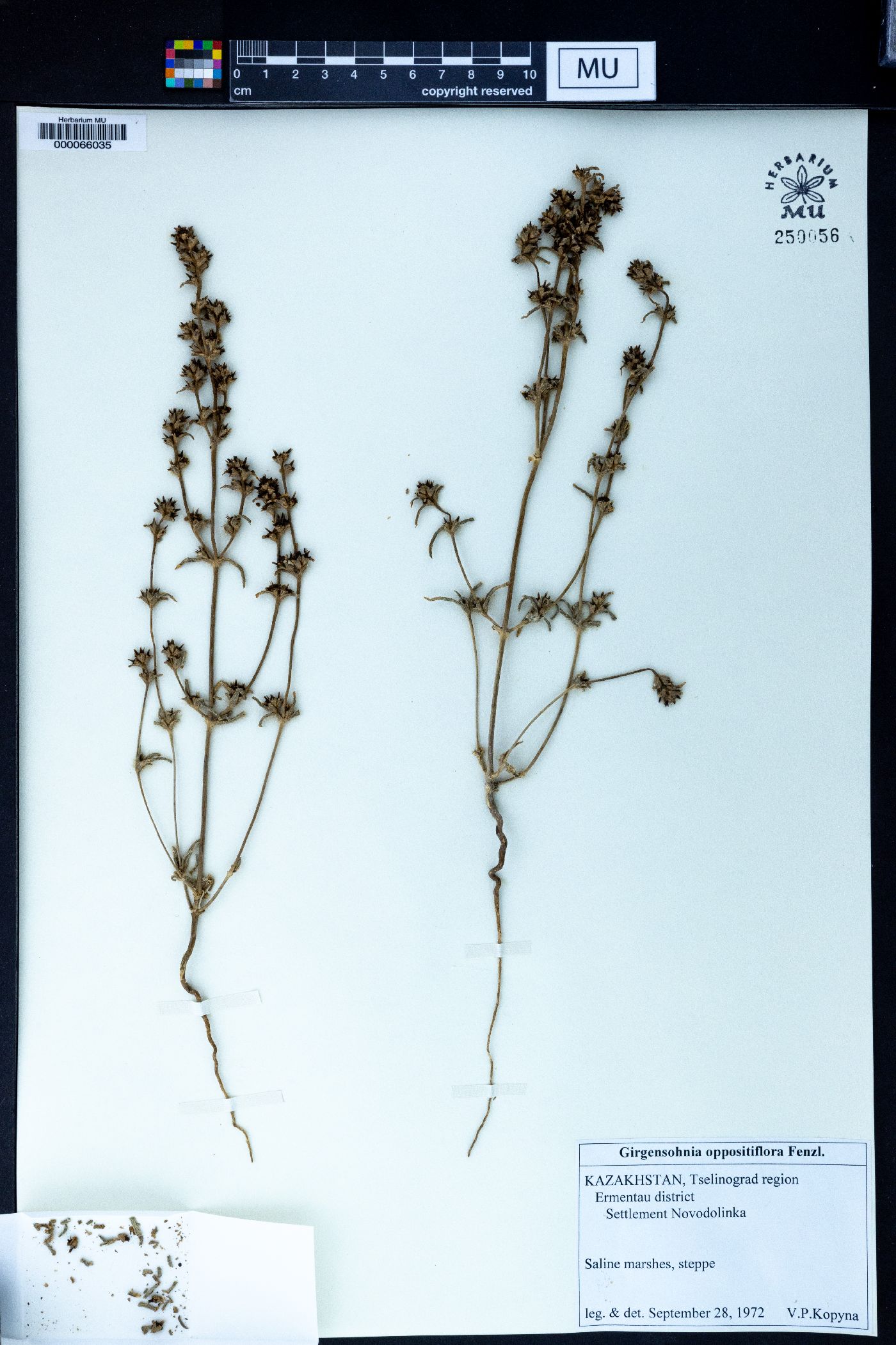 Girgensohnia oppositiflora image