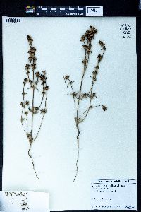 Girgensohnia oppositiflora image