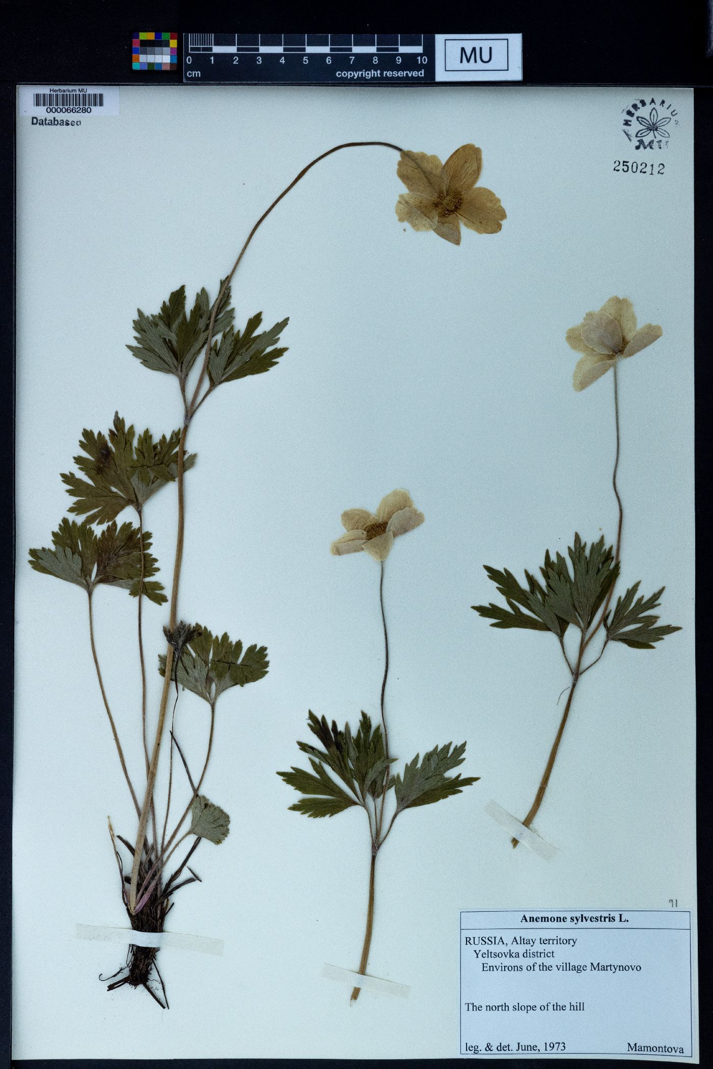 Anemone sylvestris image