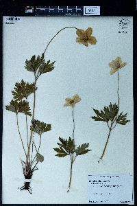 Anemone sylvestris image