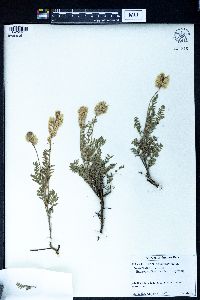Astragalus danicus image