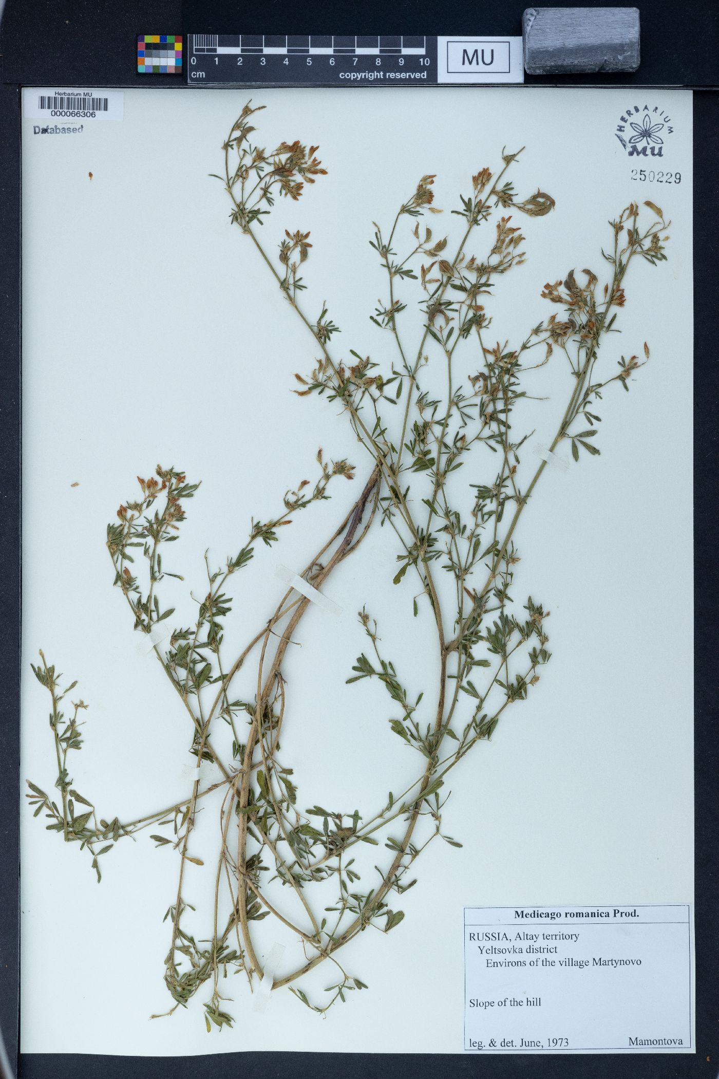 Medicago falcata image