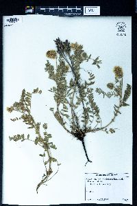 Astragalus arenarius image