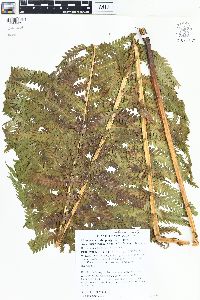 Matteuccia struthiopteris image