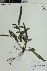 Blechnum gracile image