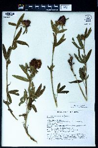 Trifolium alpestre image