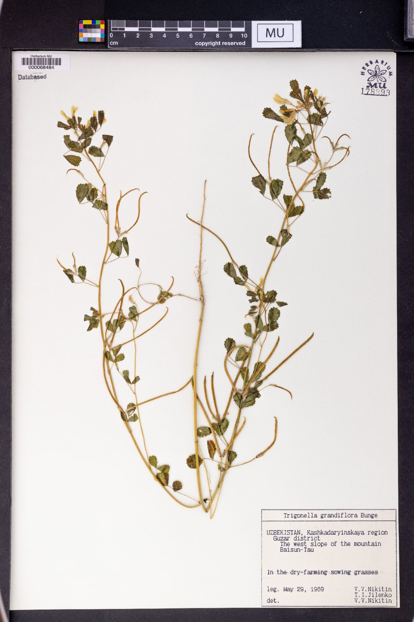 Trigonella grandiflora image