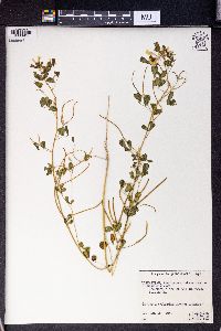 Image of Trigonella grandiflora