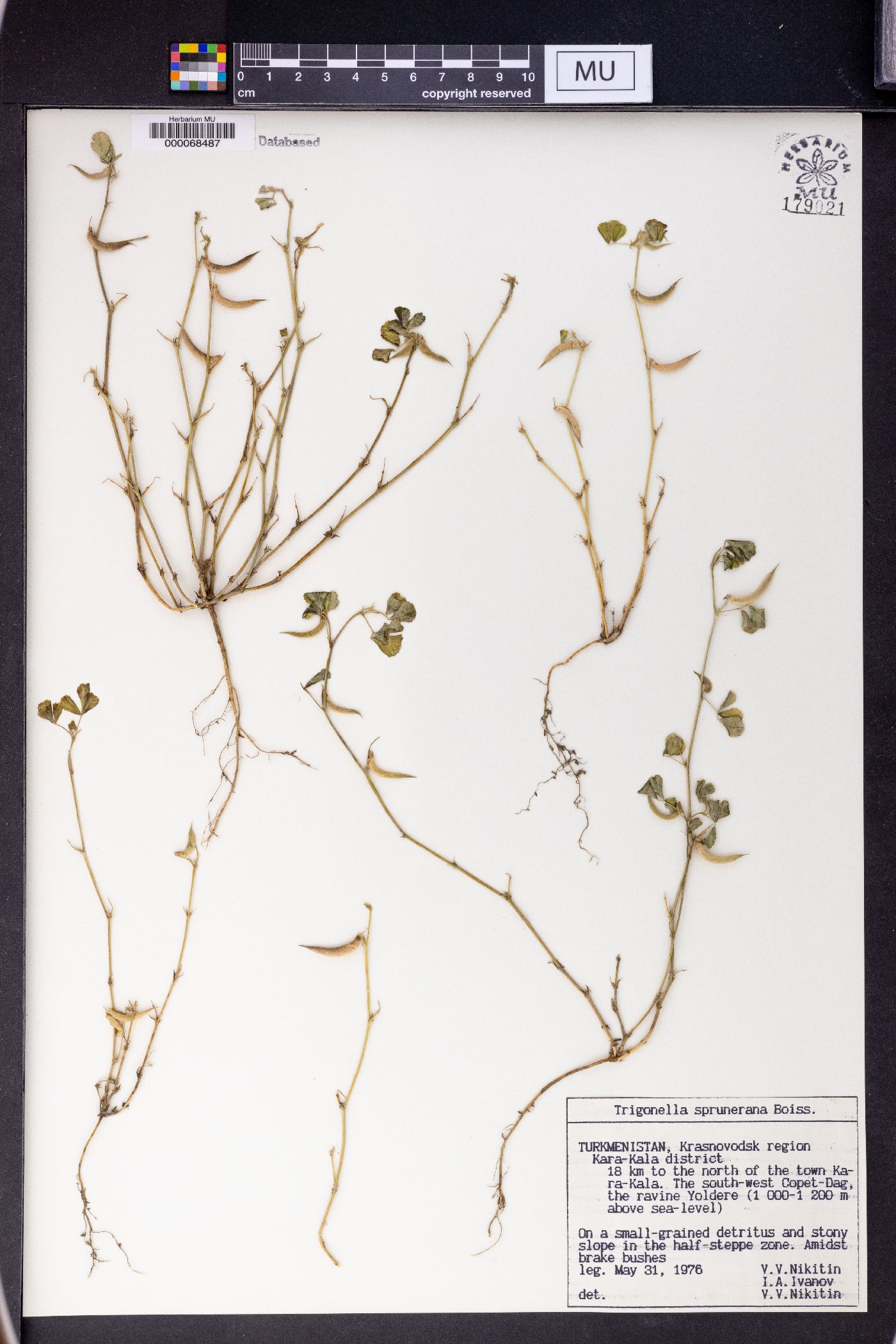 Trigonella spruneriana image