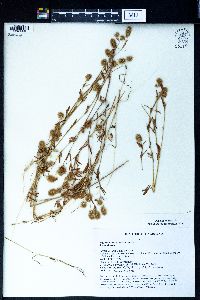 Trifolium arvense image