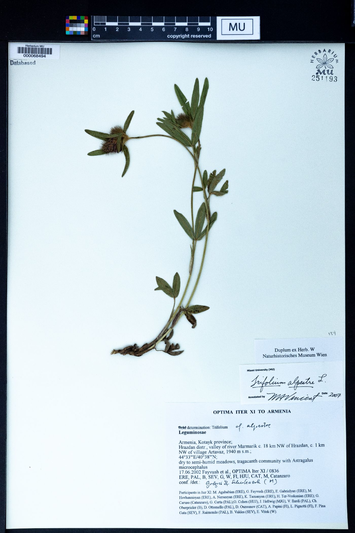 Trifolium alpestre image