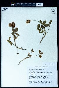 Trifolium ambiguum image
