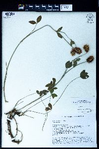 Trifolium ambiguum image