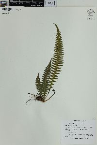 Blechnum asplenioides image