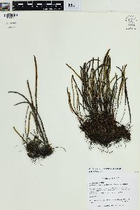 Cochlidium serrulatum image